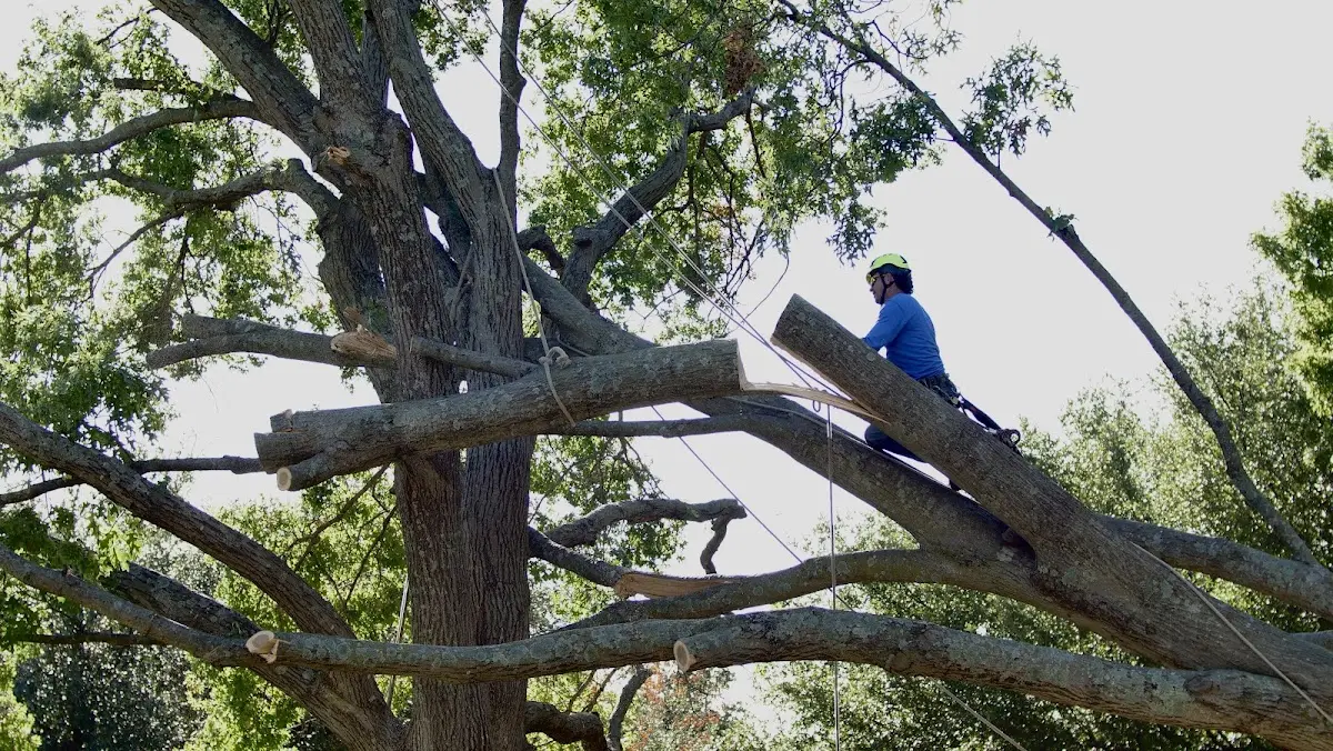Professional Crown Thinning performed by certified arborists in Lickingville