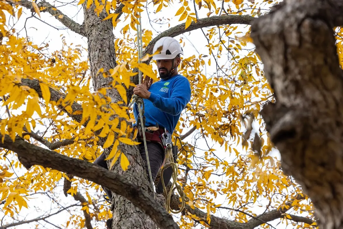 Skilled Tree Disease Treatment crew working in Lickingville