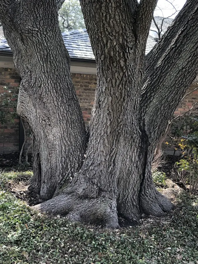 Mature heritage tree close to a Lickingville property cared for by certified arborists